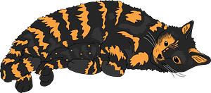 Bicolor cat
