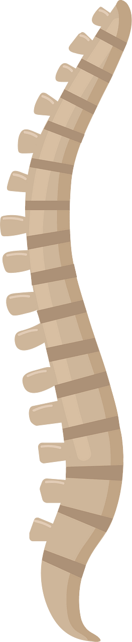 Koluma vertebra