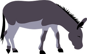 Wild donkey