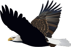 Eagle in flight