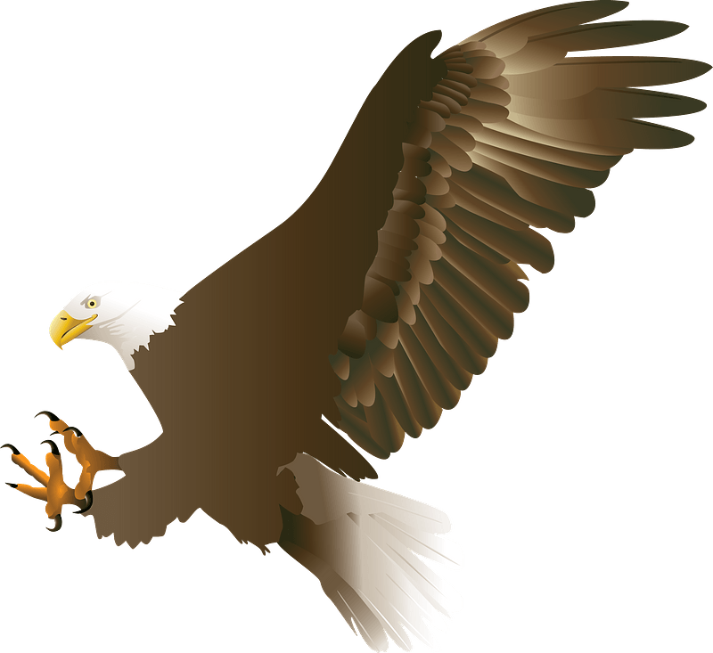 Bald eagle in flight