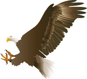 Bald eagle in flight