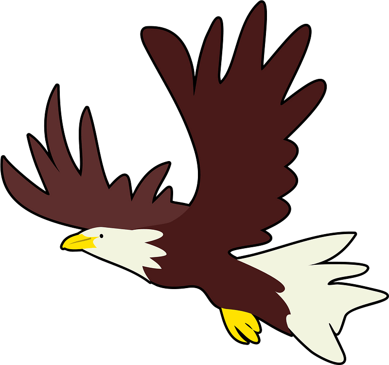 Bald eagle in flight
