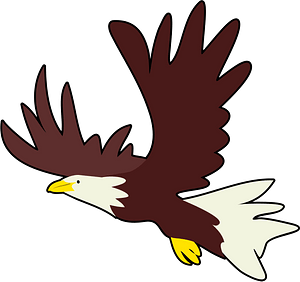Bald eagle in flight