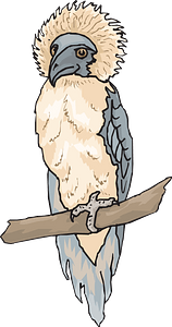 Philippine eagle on branch