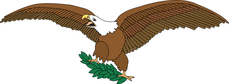 Bald eagle on branch