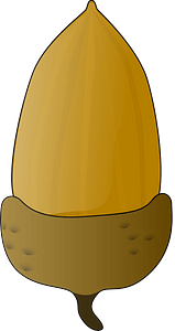 Acorn