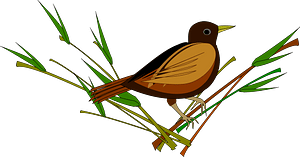 Sparrow