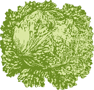 Iceberg lettuce