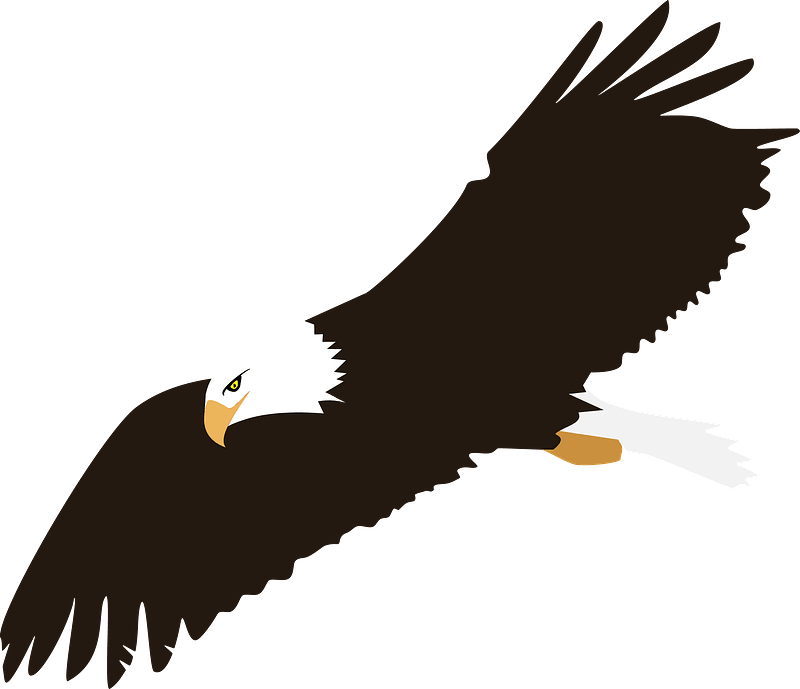 Bald eagle in flight