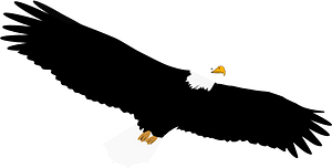 Bald eagle in flight