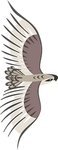Golden eagle in flight