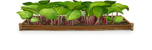 Green rhubarb