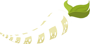 Parsnip