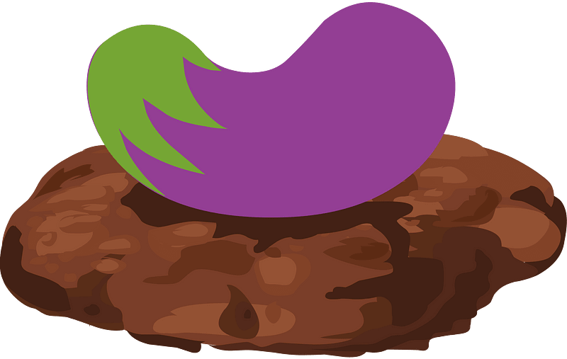 Purple eggplant