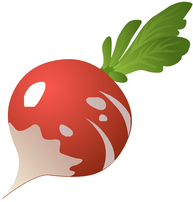 Radish