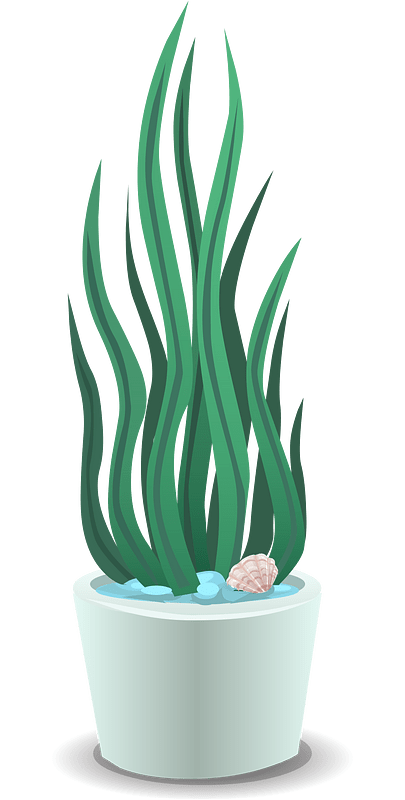 Plant with seashell