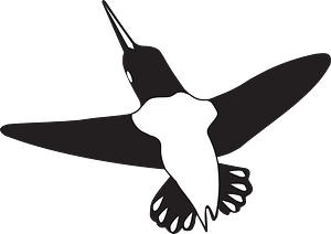 Hummingbird in flight