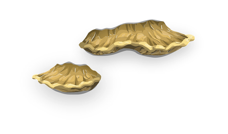 Two layers oyster fantasy shelf