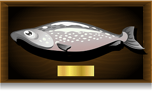 Mounted salmon picture