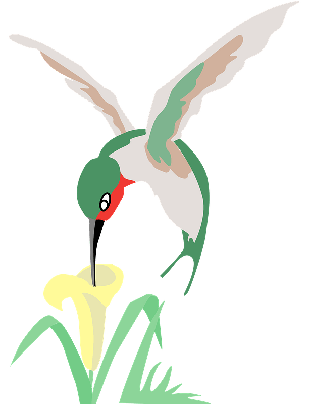Hummingbird with flower