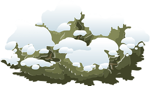White snow bush