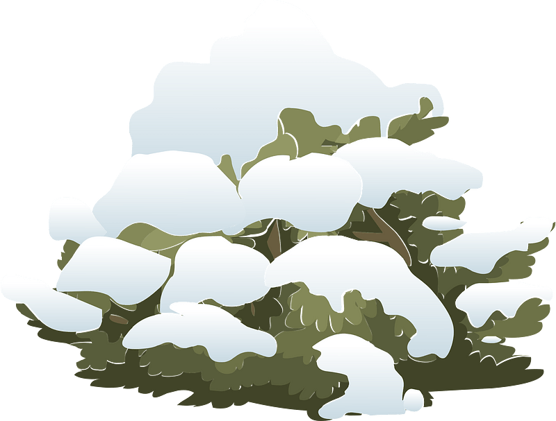White snow bush