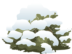 White snow bush