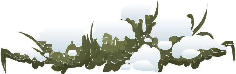 White snow bush