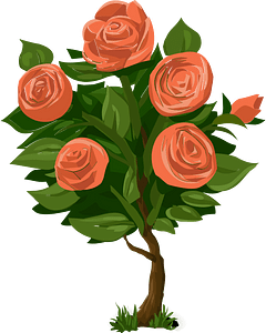 Five pink roses