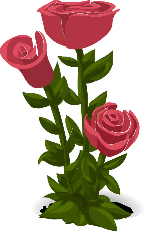 Three pink roses