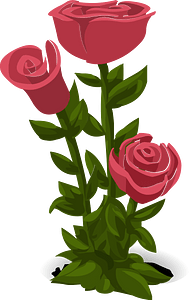 Three pink roses