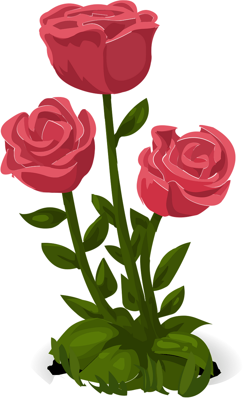 Three pink roses