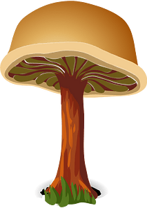 Brown mushroom
