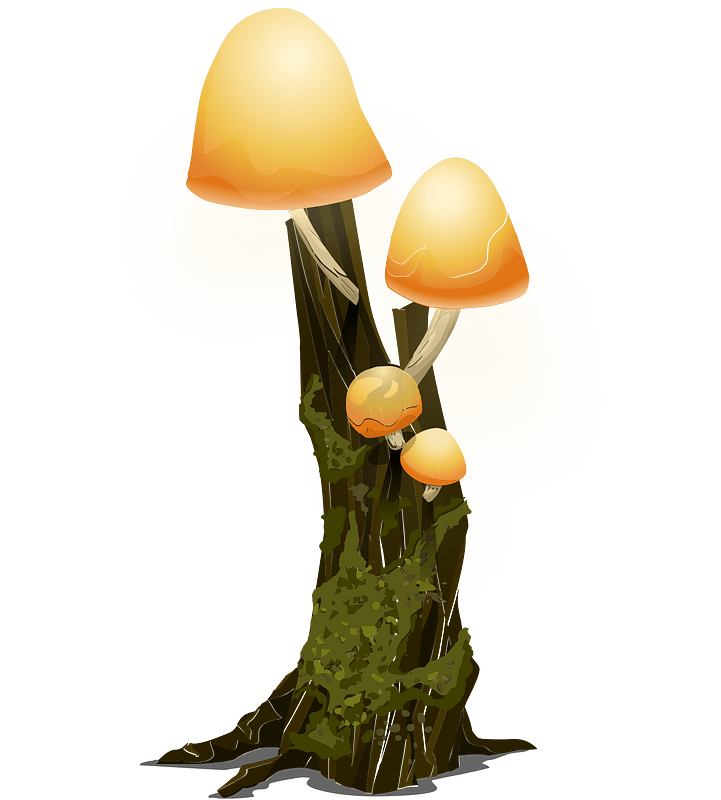 Four yellow mushrooms