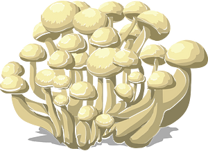 Mushroom beech