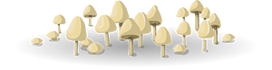 Mushroom bunch ground