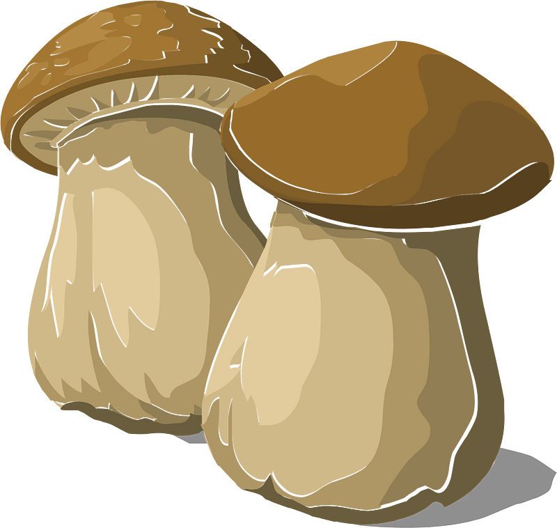 Mushroom king bolete