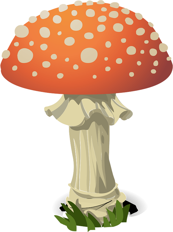 Red fly agaric mushroom