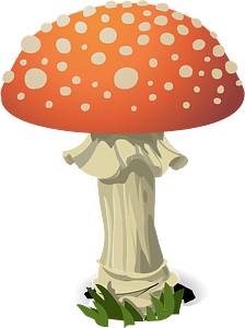 Red fly agaric mushroom