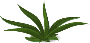 Green plant