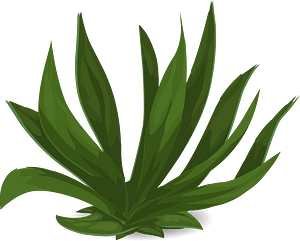 Green plant