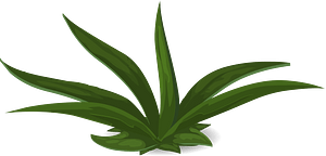 Green plant