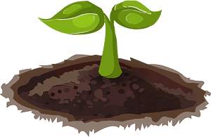 Green sapling