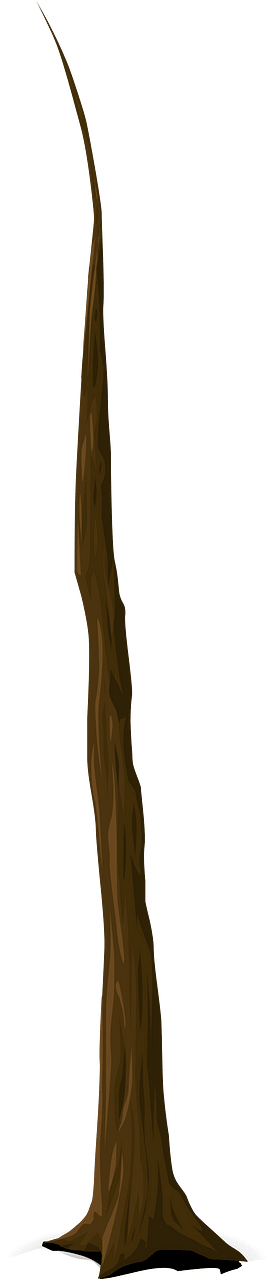 Bare tall tree