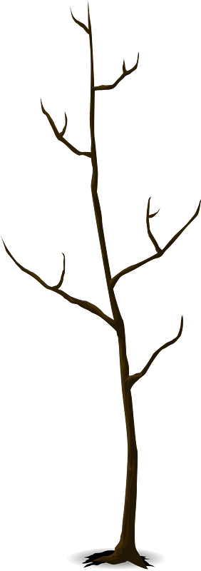 Bare tall tree