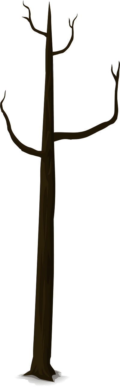 Bare tall tree