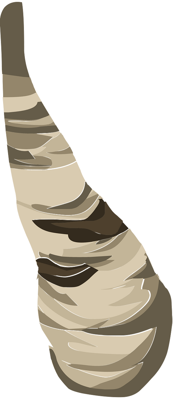 Birch tree branch