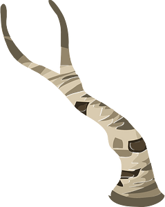 Birch tree branch