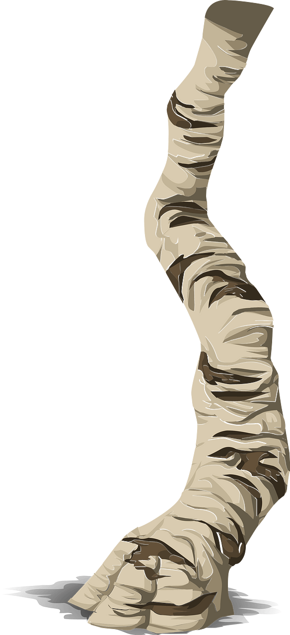 Birch tree branch